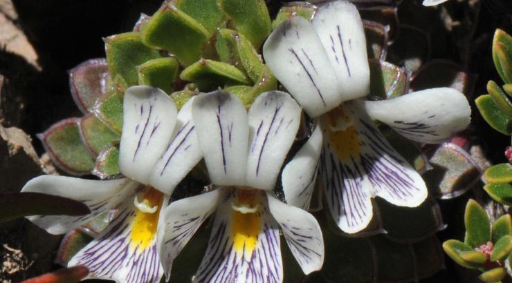 Viola dasyphylla