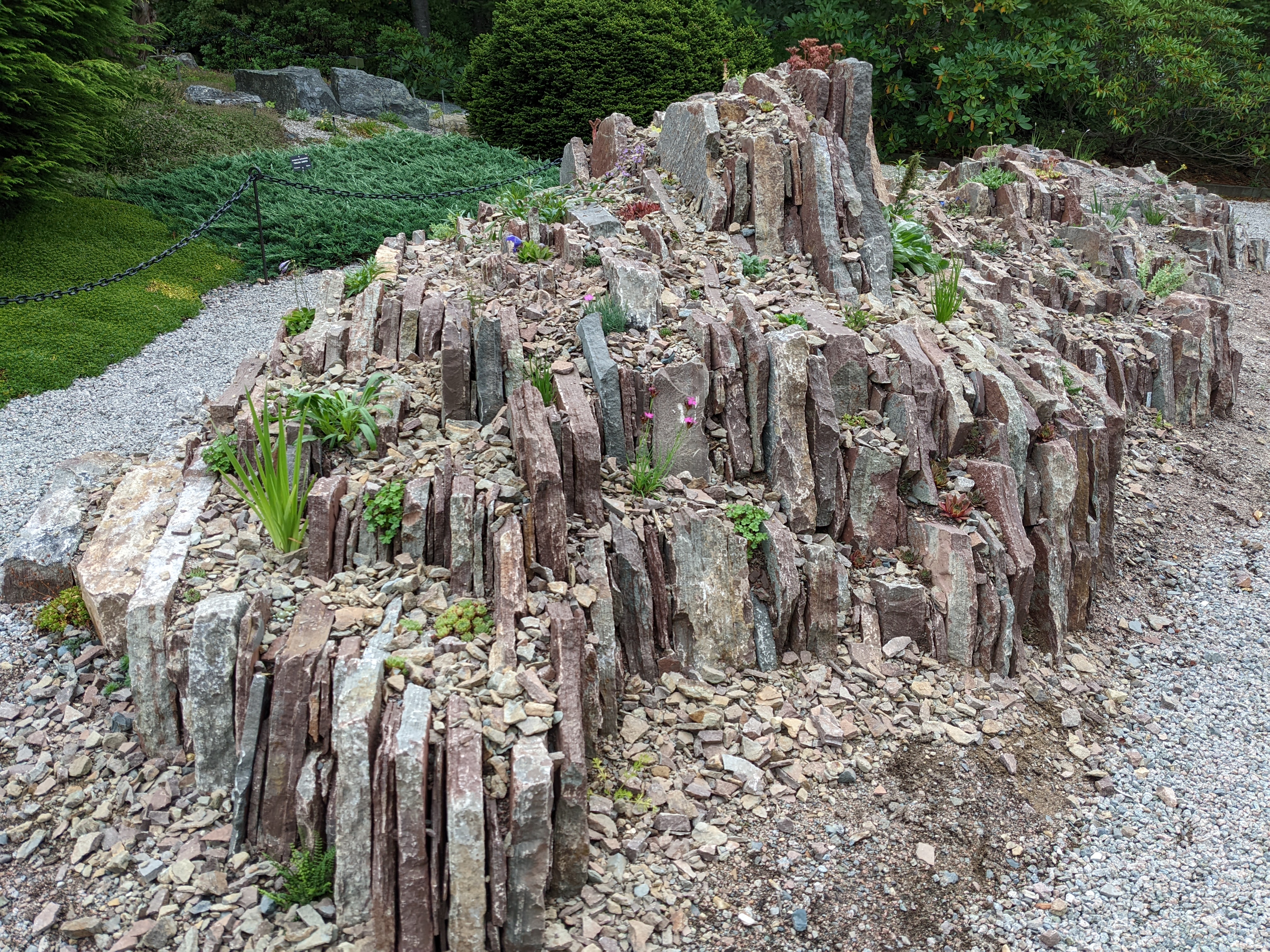 Crevice Garden MUNBG