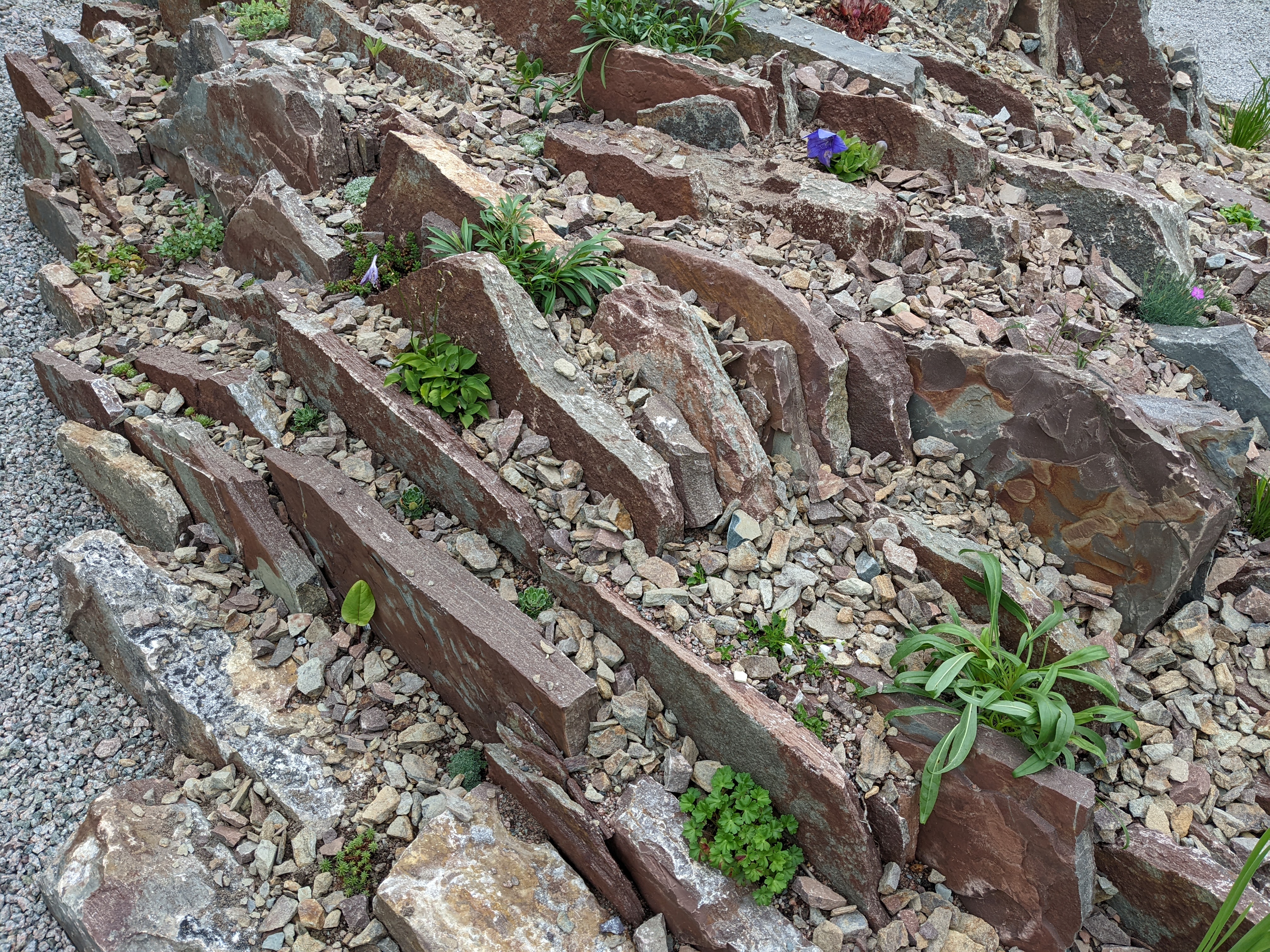 Crevice Garden MUNBG August