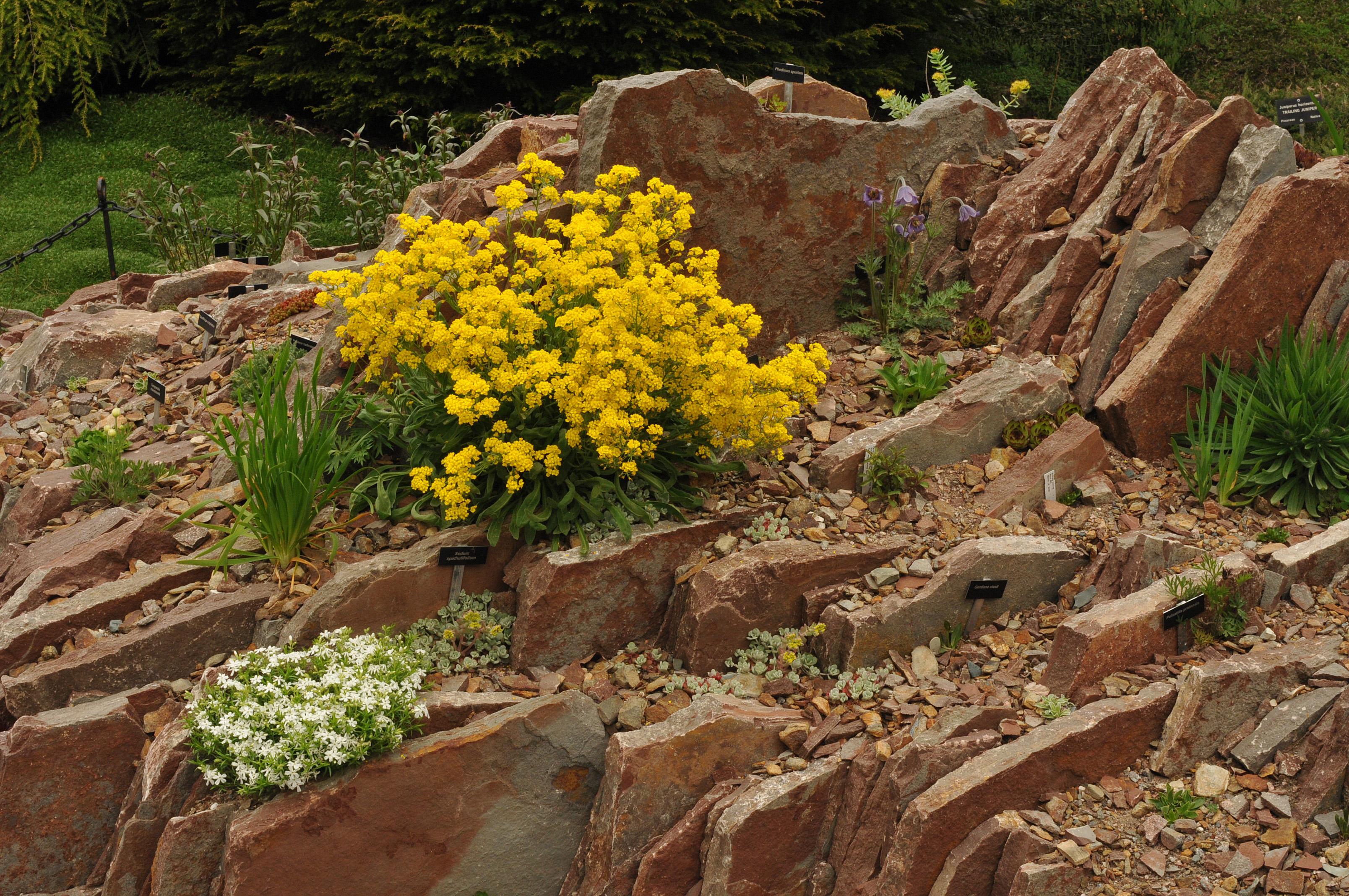 Crevice Garden MUNBG