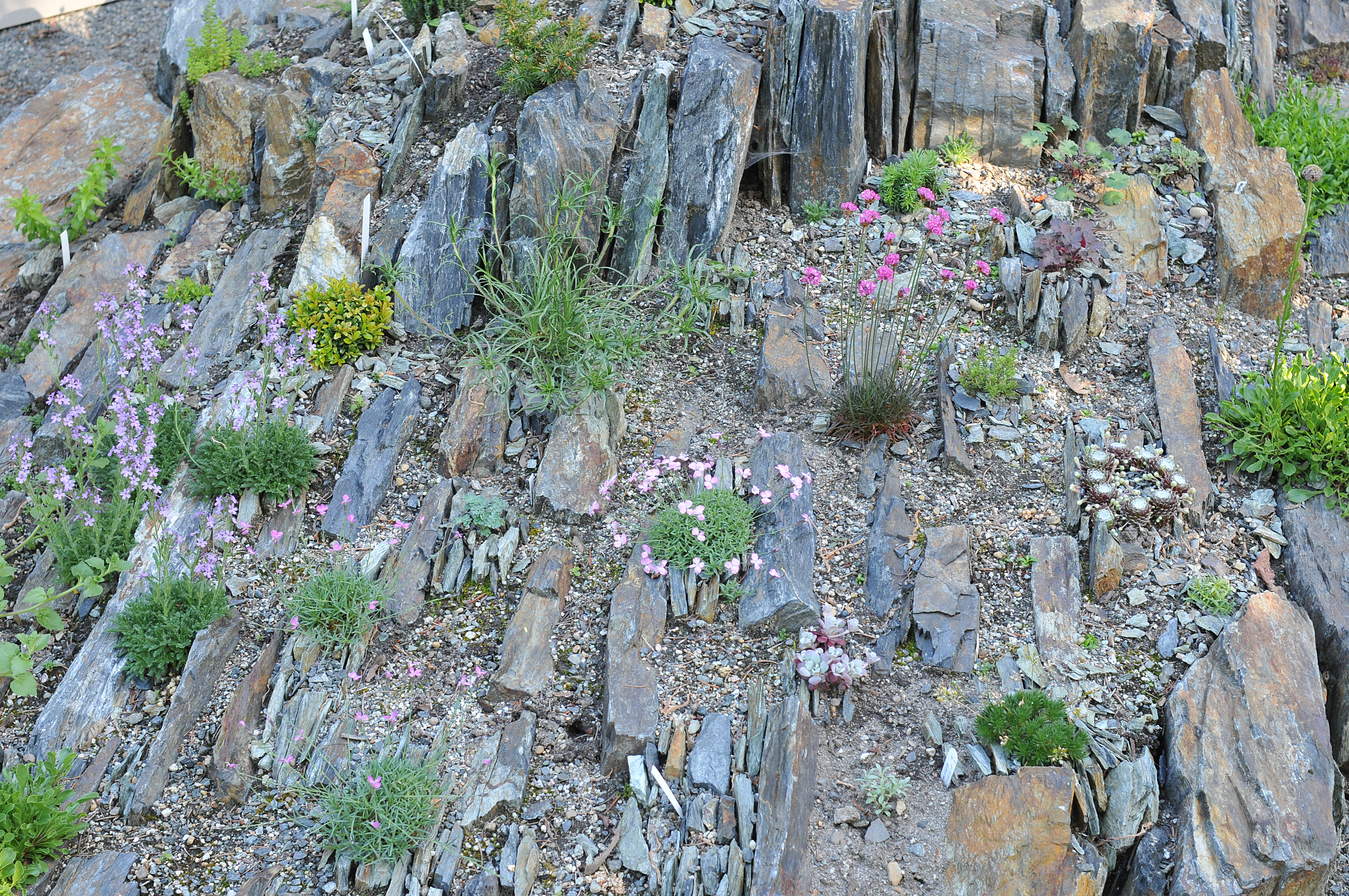 Spriggs Crevice Garden BC