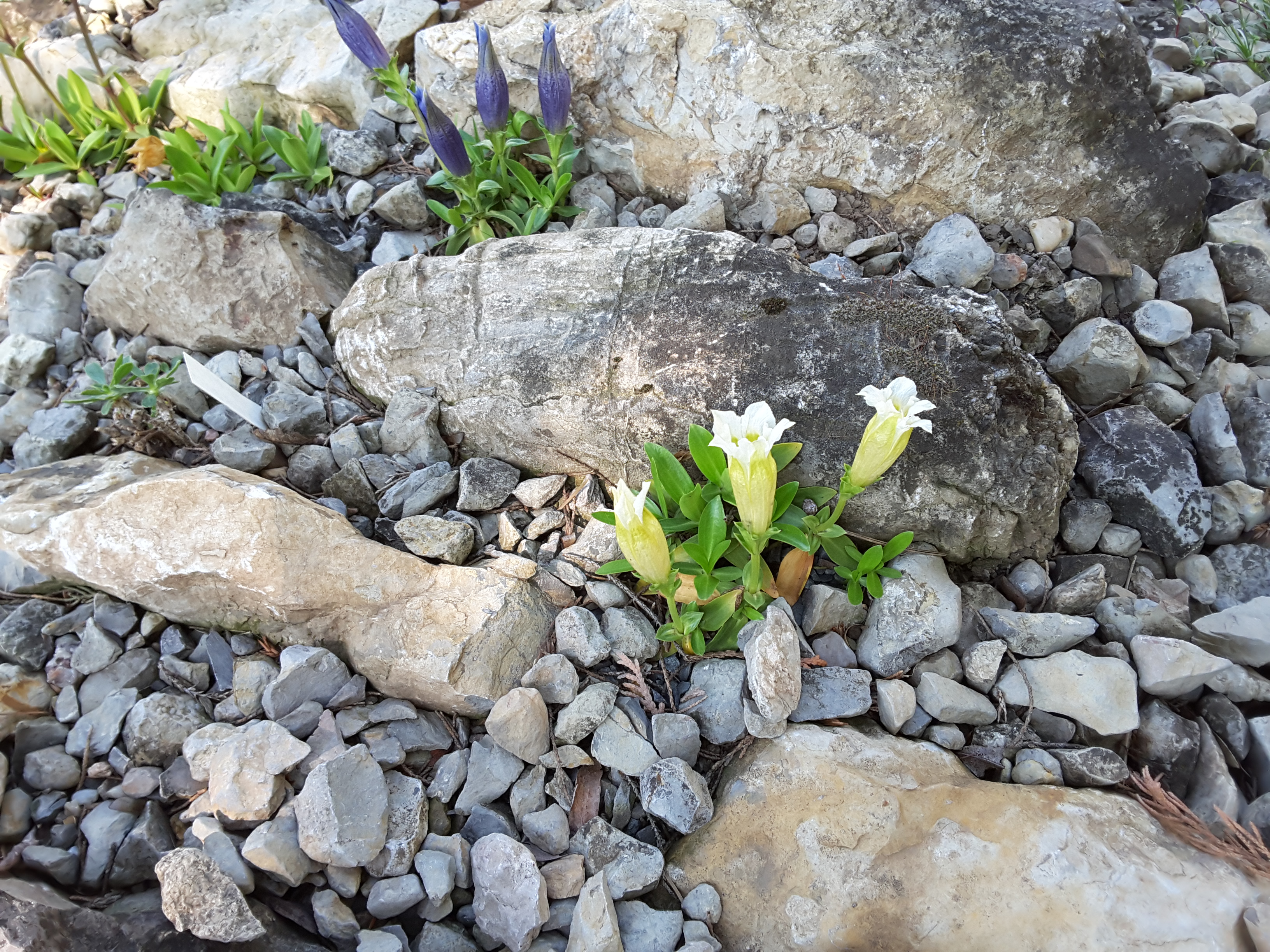 Cepicka Crevices with Gentian