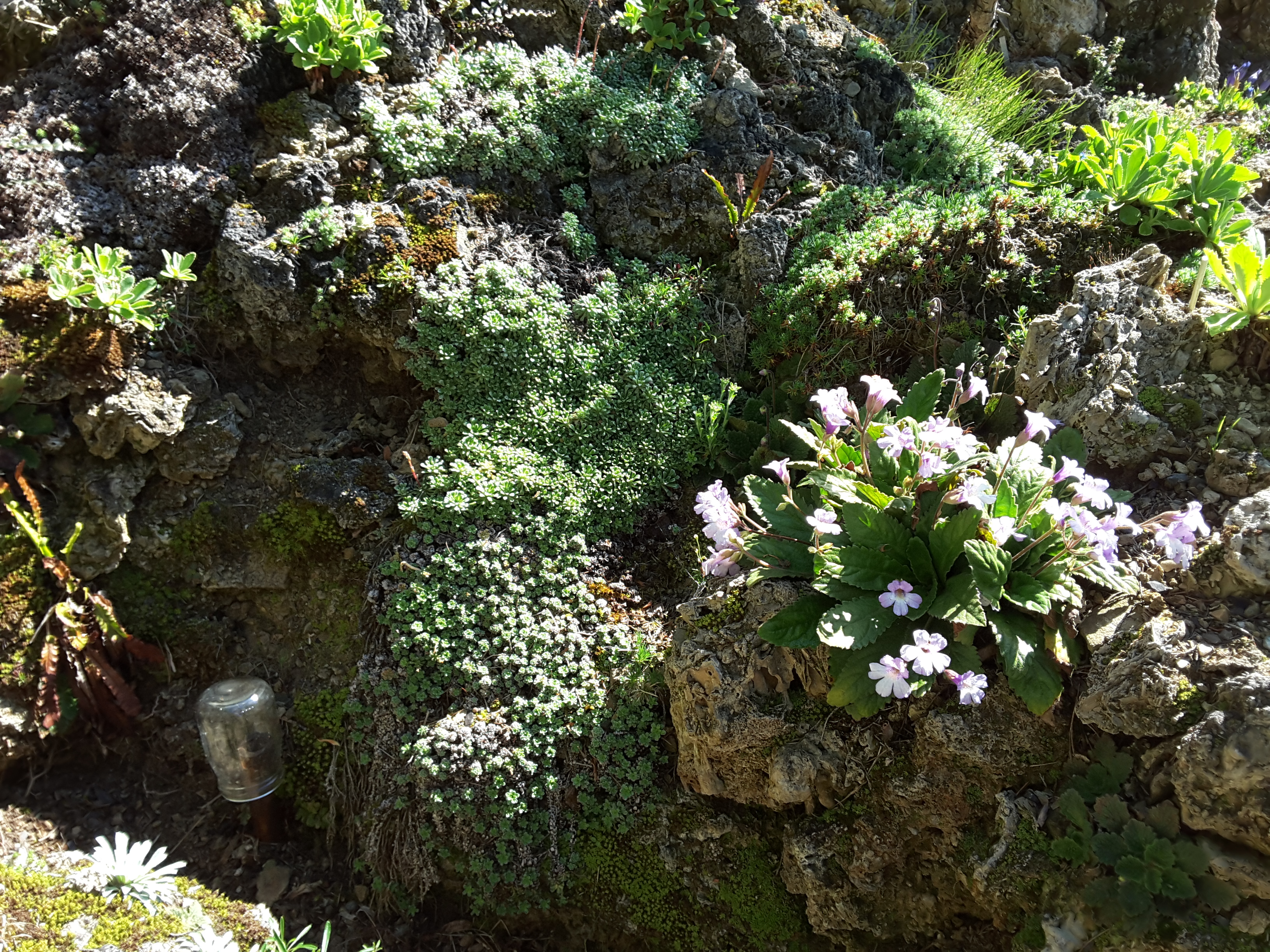 Cepicka Tufa with Gesneriads