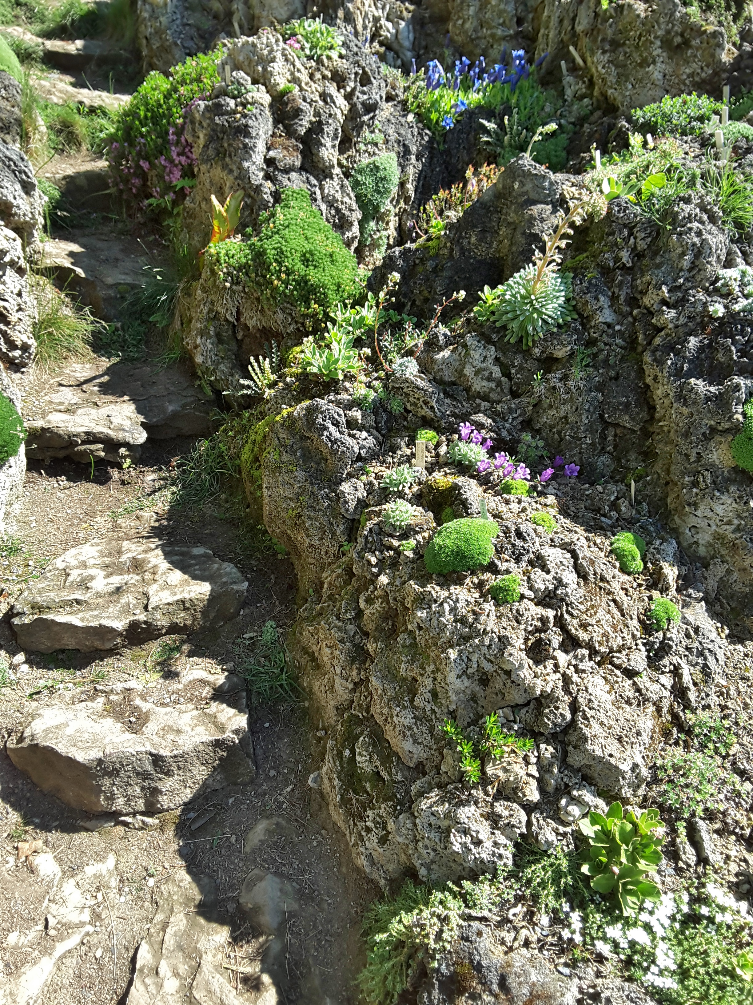 Cepicka Goat Path Side