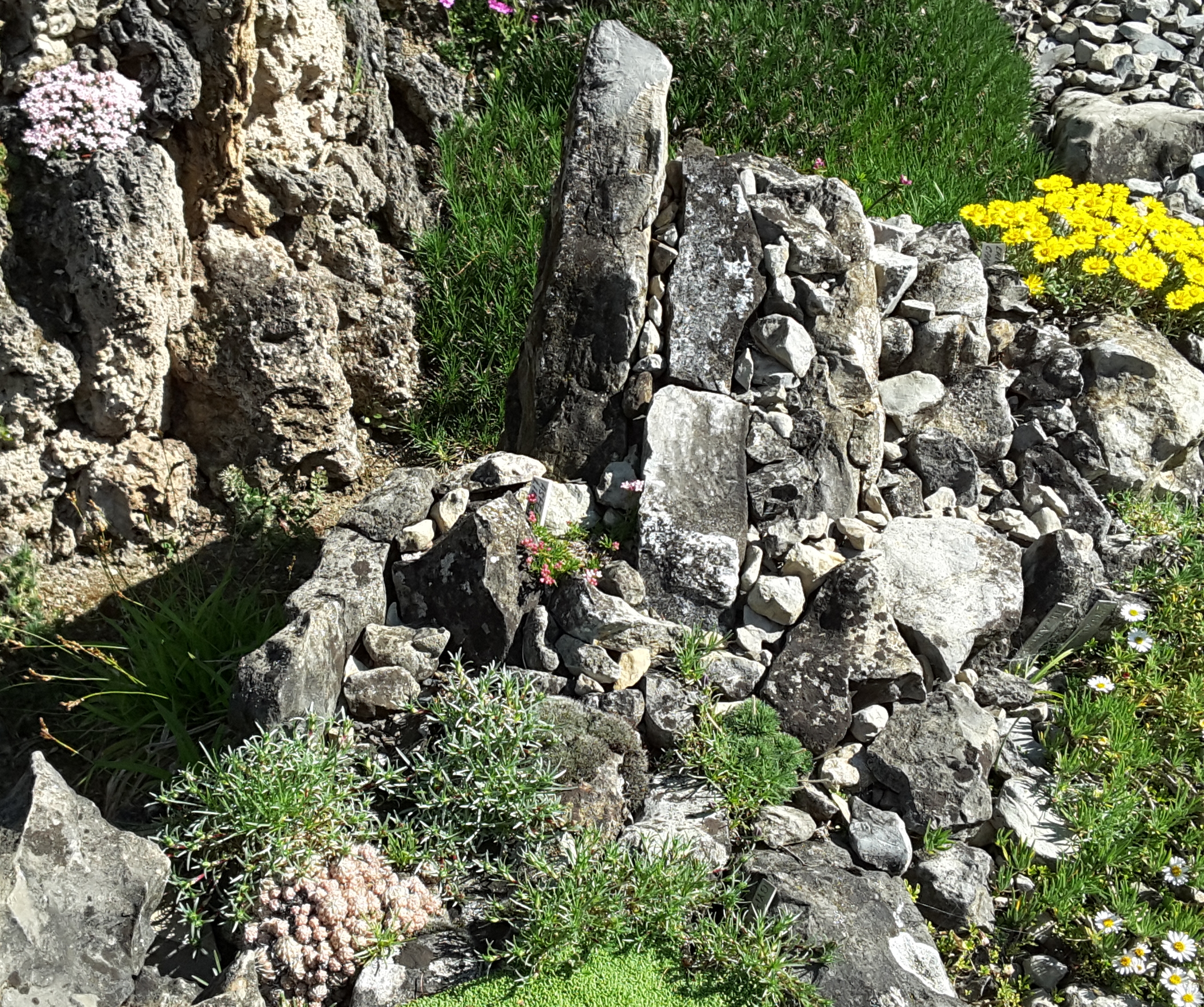 Cepicka Crevice Detail 2