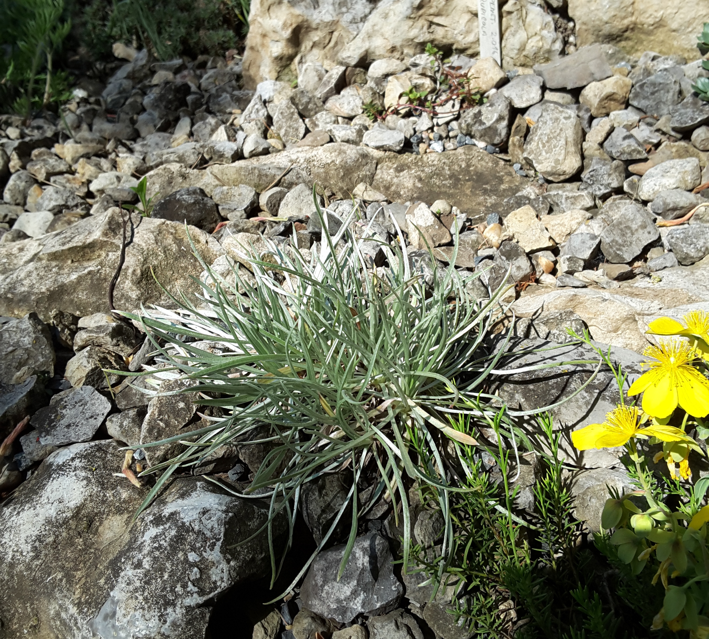 Cepicka Crevice Close up 2