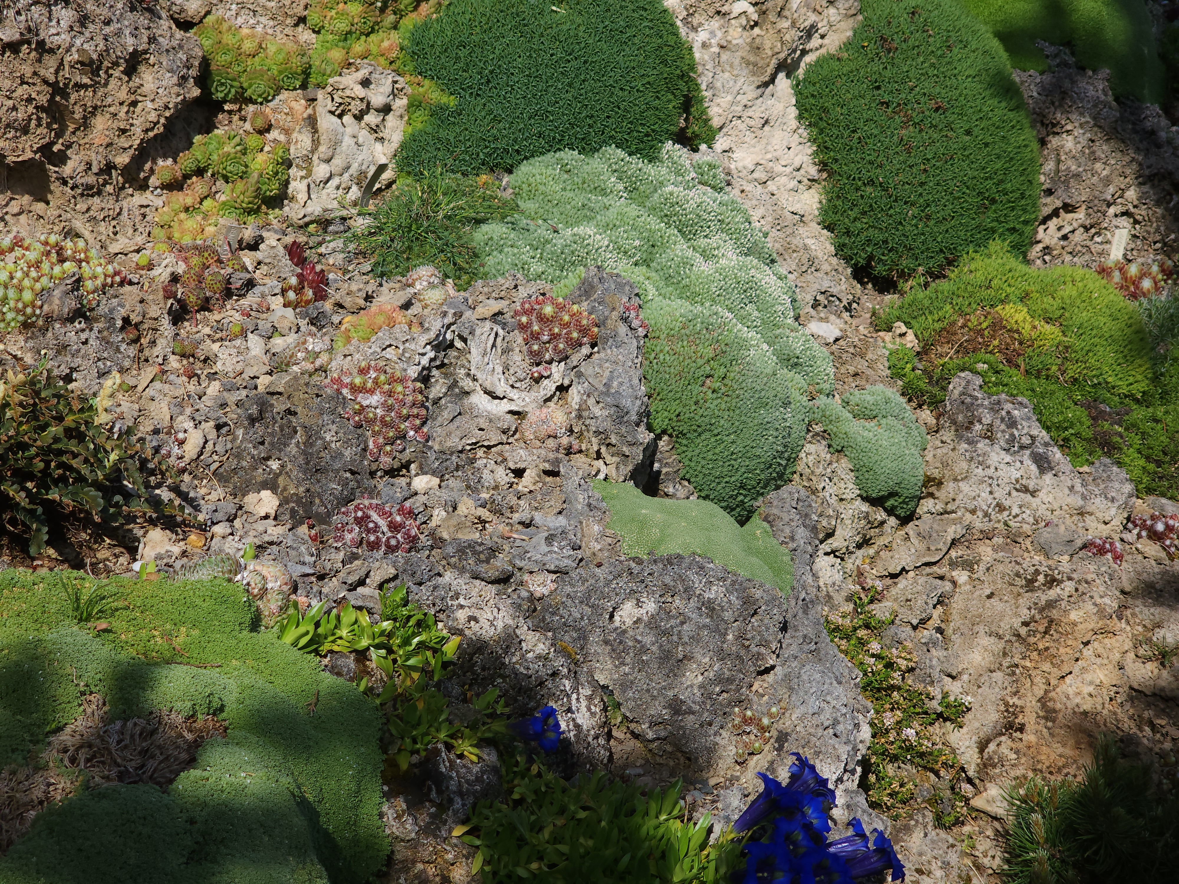 Cepicka Cushions with Sempervivum