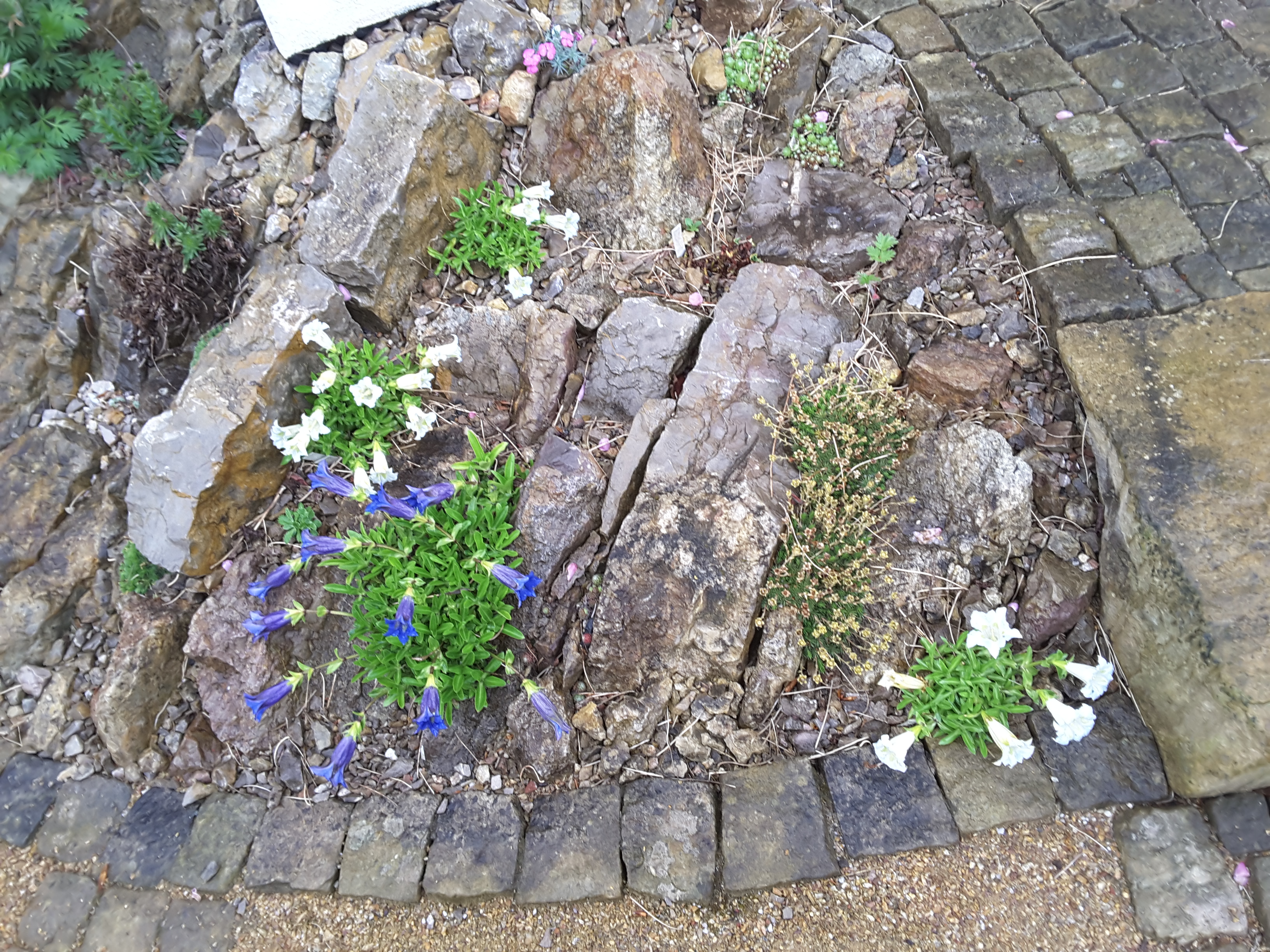 Brejnik Corner of Small Crevice Garden