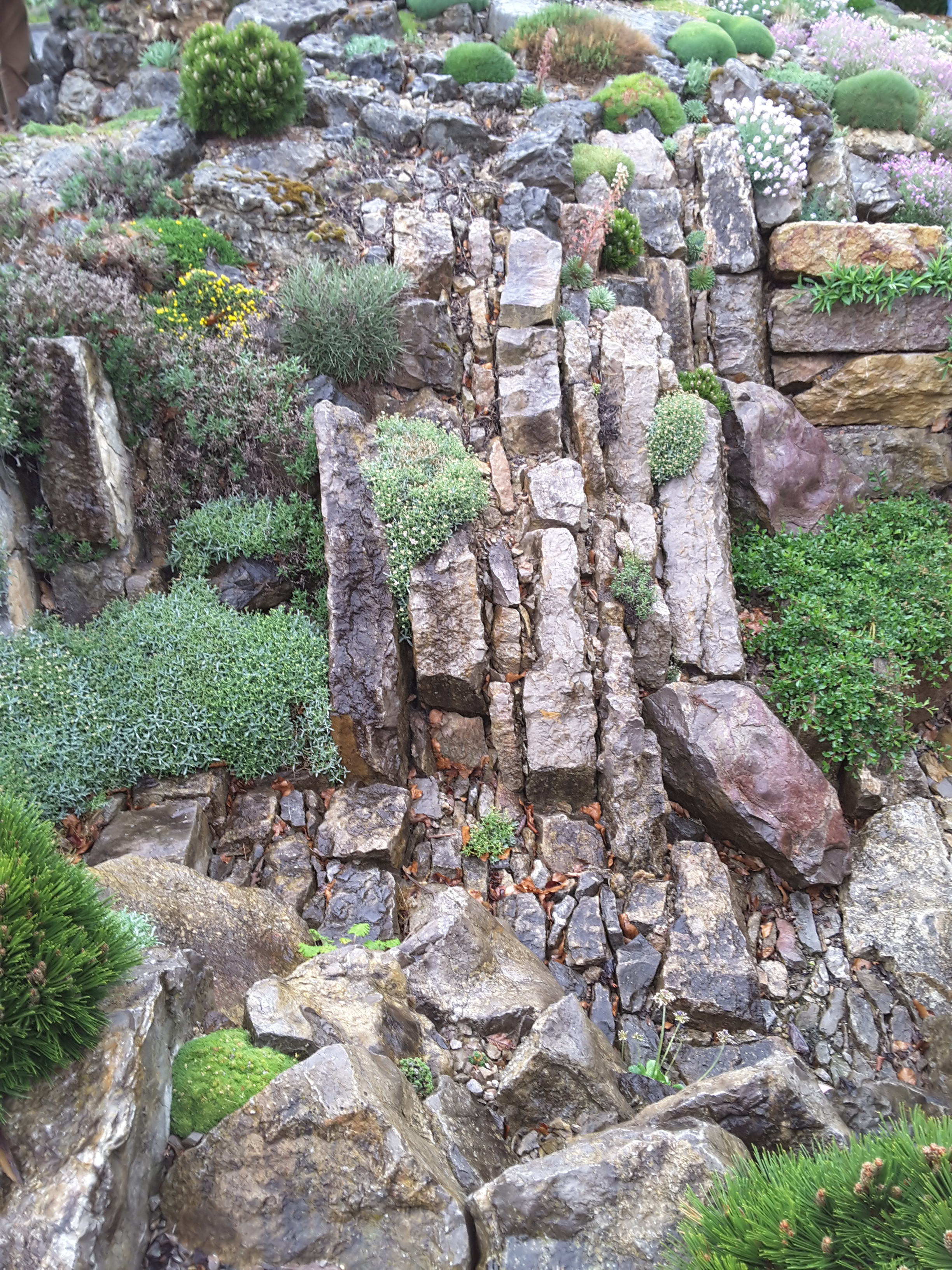 Brejnik Crevice Garden Section