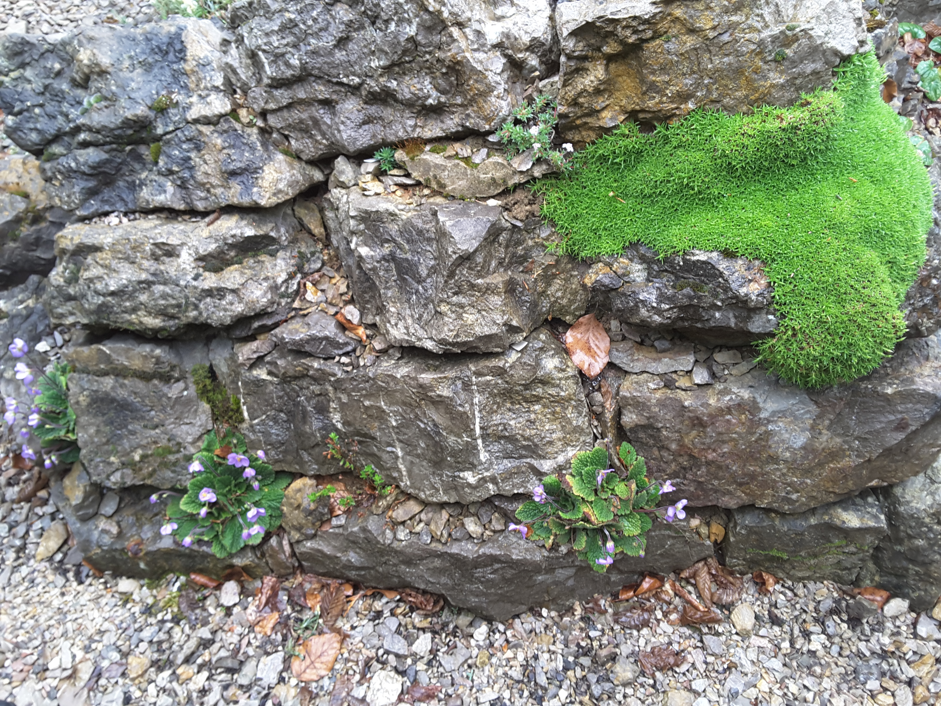 Brejnik Horizontal Crevices with Gesneriads