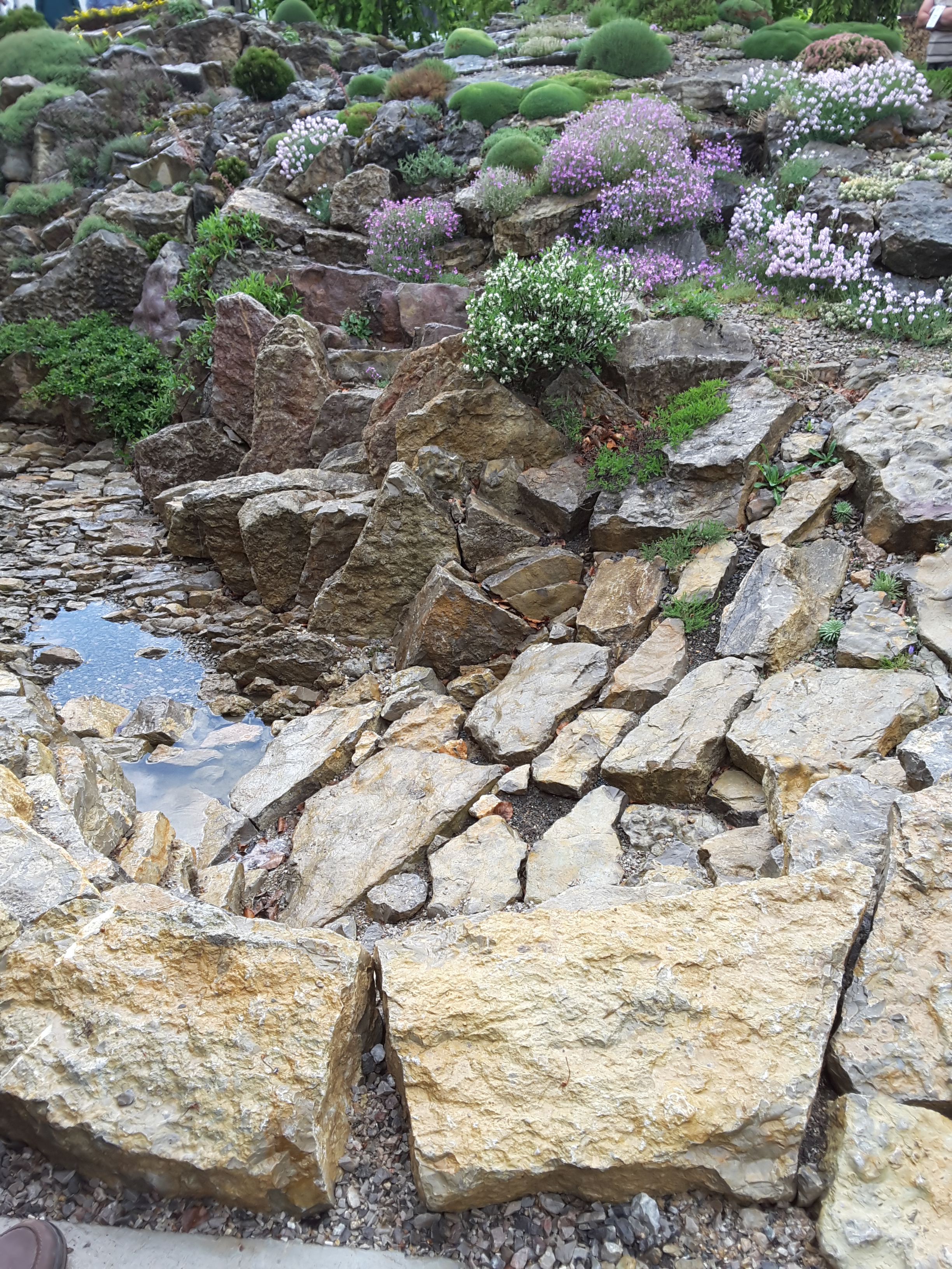 Brejnik Crevice Garden Canyon Top