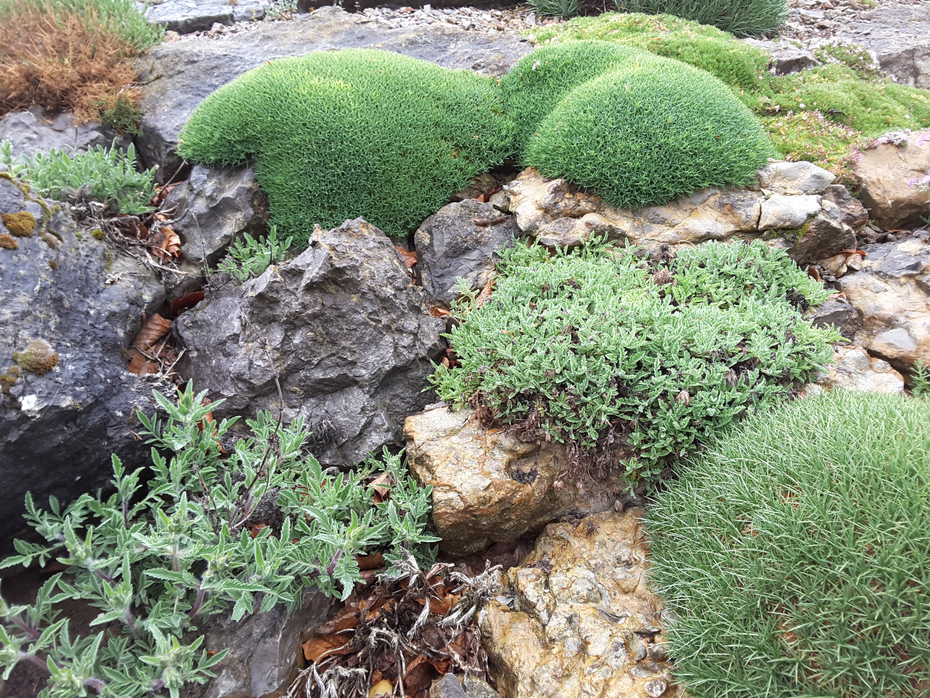 Brejnik Crevice Detail with Cushions