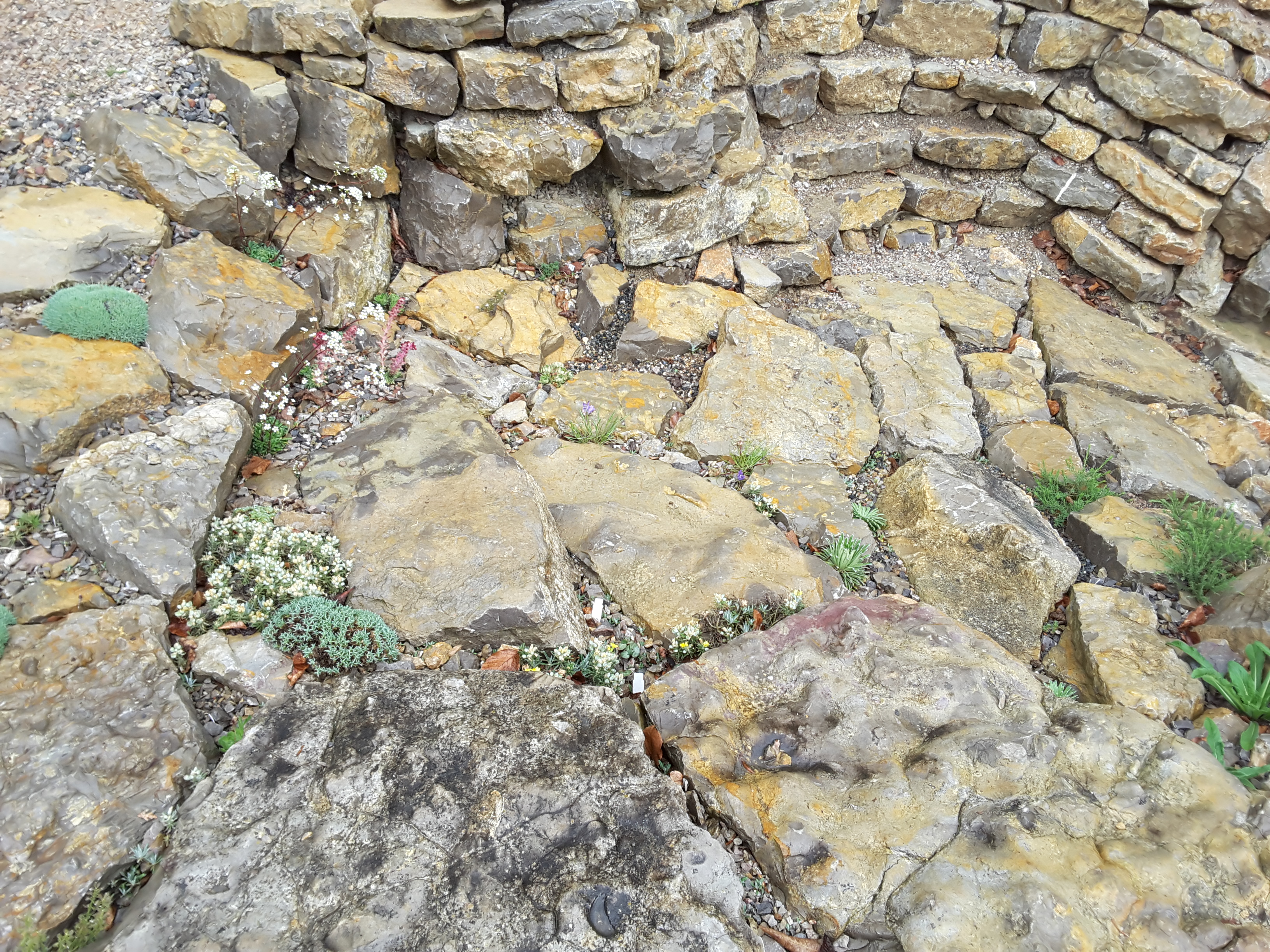 Brejnik Crevice Garden Canyon Section