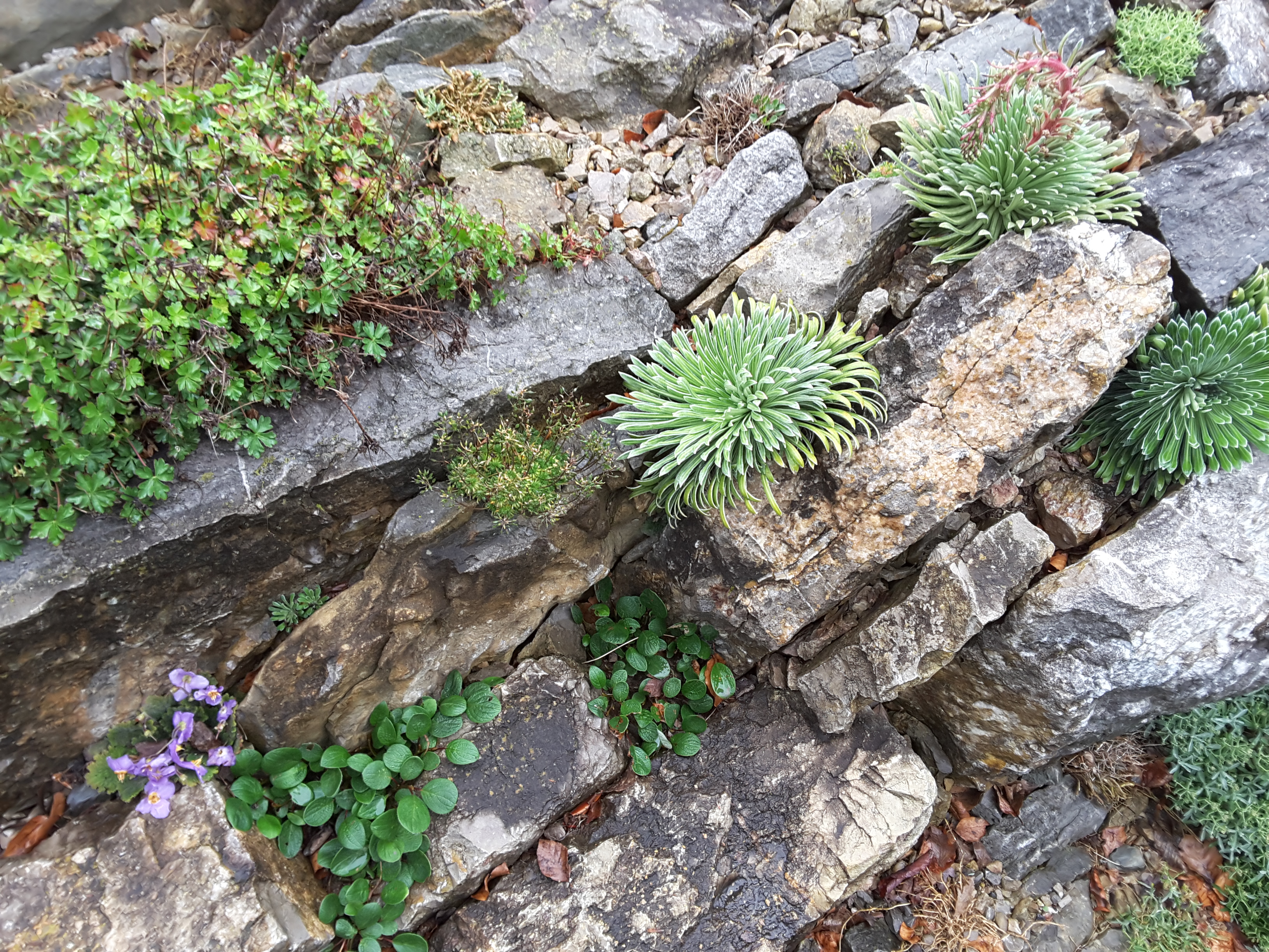 Brejnik Crevices with Saxifrages and Gesneriad
