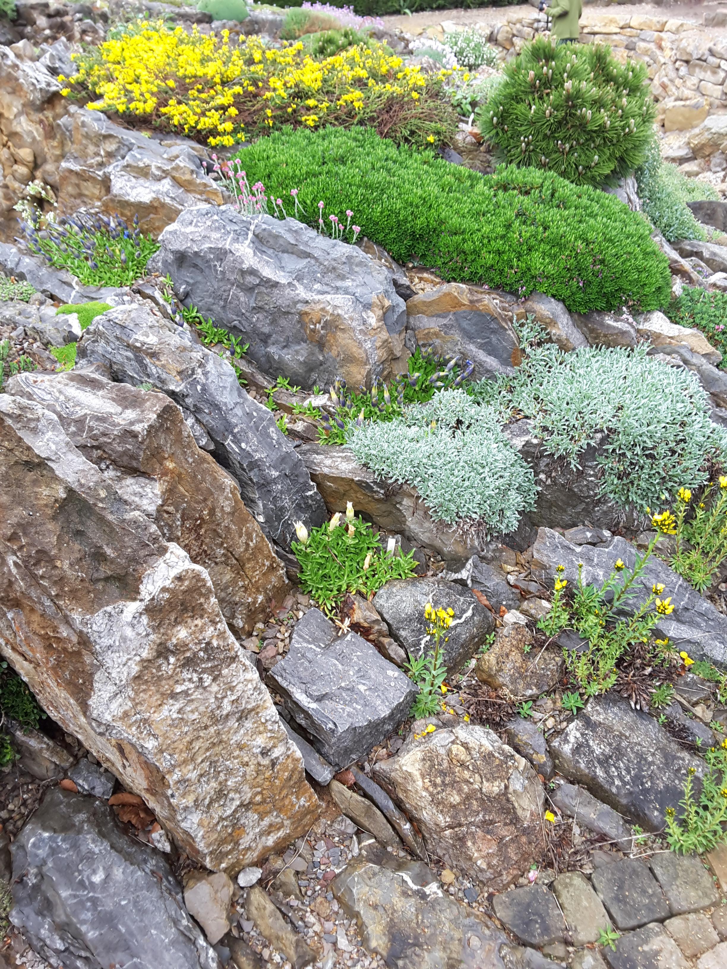 Brejnik Crevice Garden Detail