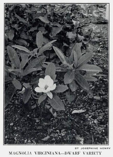 Magnolia virginiana Dwarf form