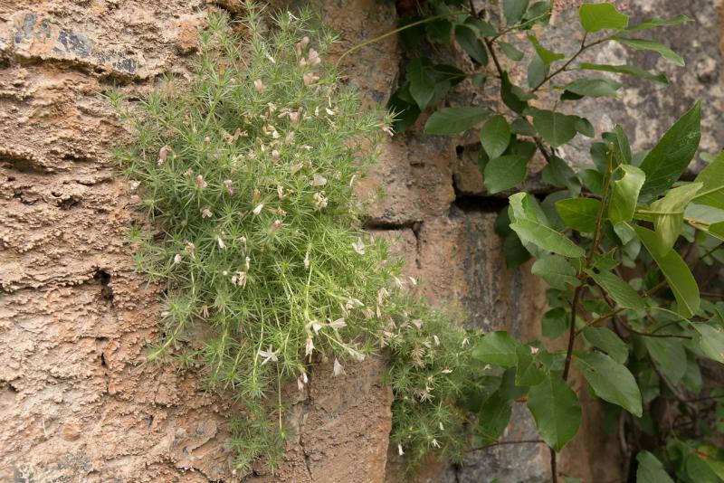 Leptosiphon? Leptosiphon?