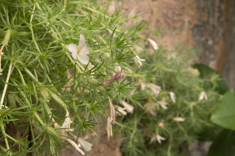 Leptosiphon spec.? Leptosiphon spc.?