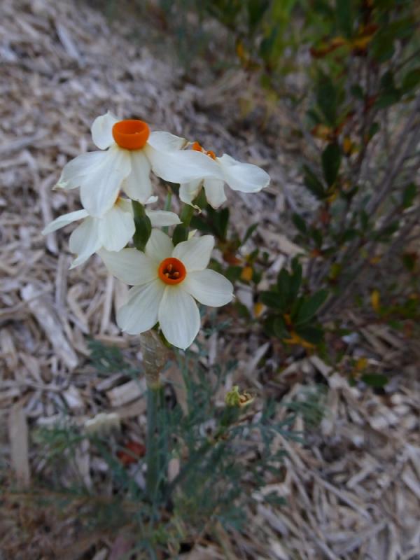 Narcissus 'First Stanza'