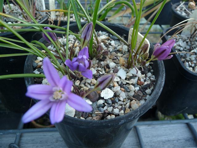 Brodiaea terrestris
