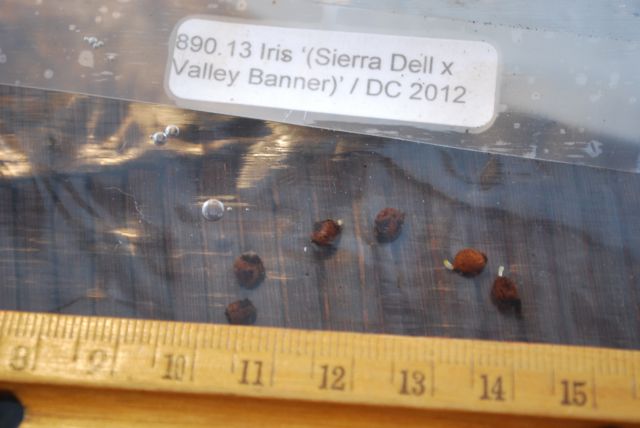 Germinated Pacific Iris seeds