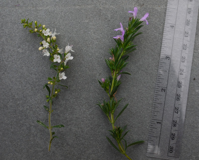 Which one is Satureja montana ssp. illyrica?