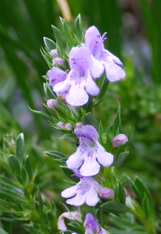 closeup of the pink flowers