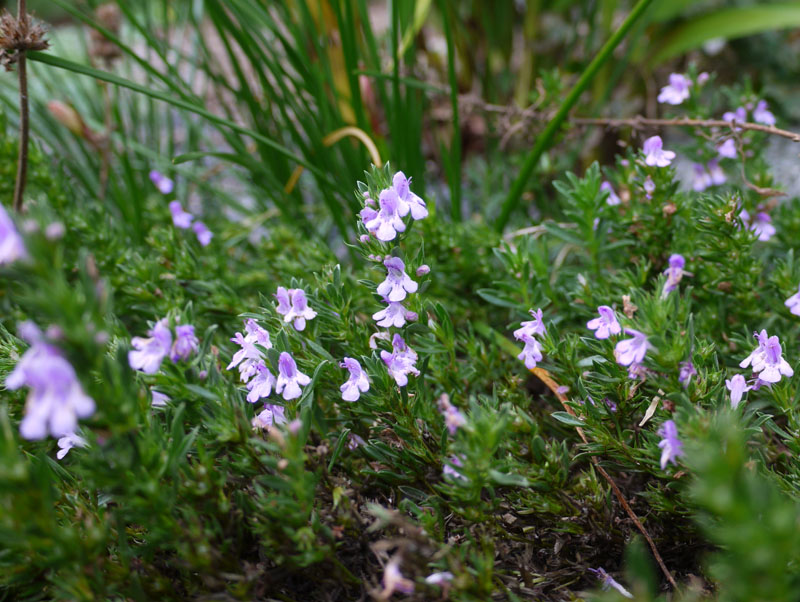 habit of the pink-flowered plant