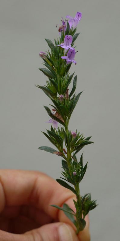 a stem of the pink-flowered plant