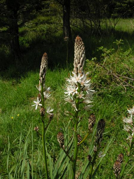 Asphodelus aestivus