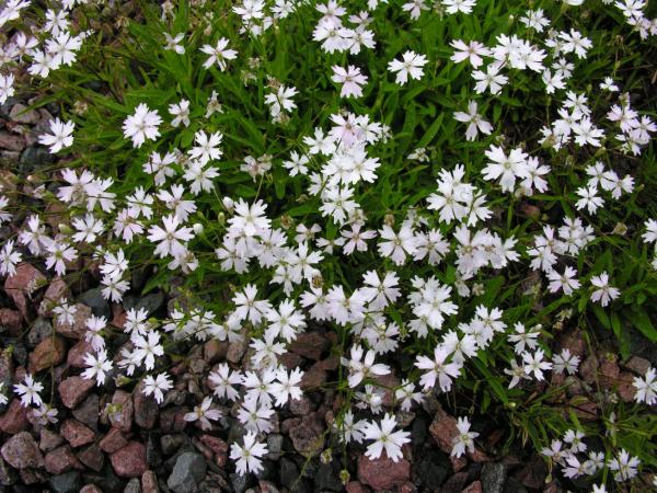 Heliosperma alpestre