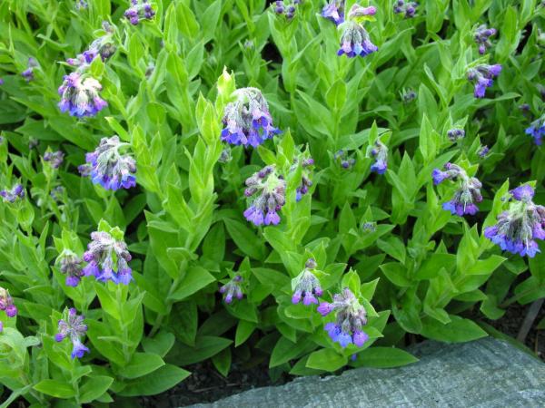 Lindelophia longifolia