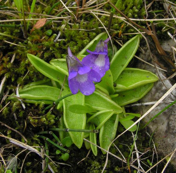 Pinguicula vulgaris