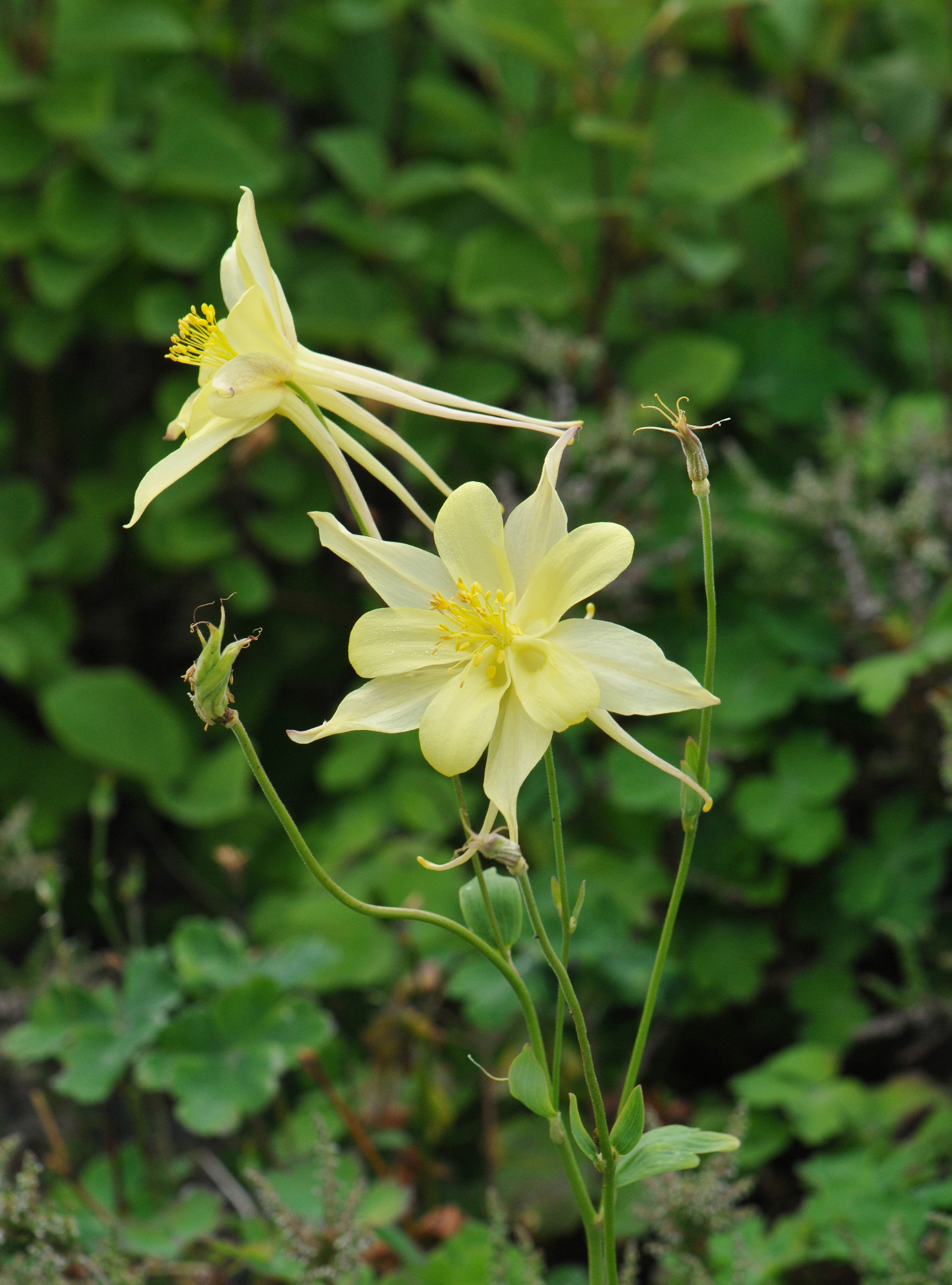 Aquilegia longissima