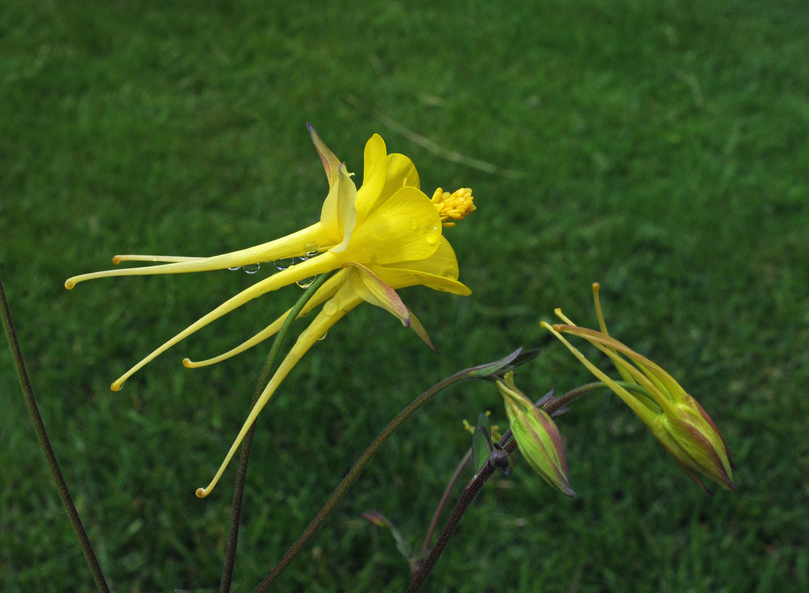 Aquilegia longissima