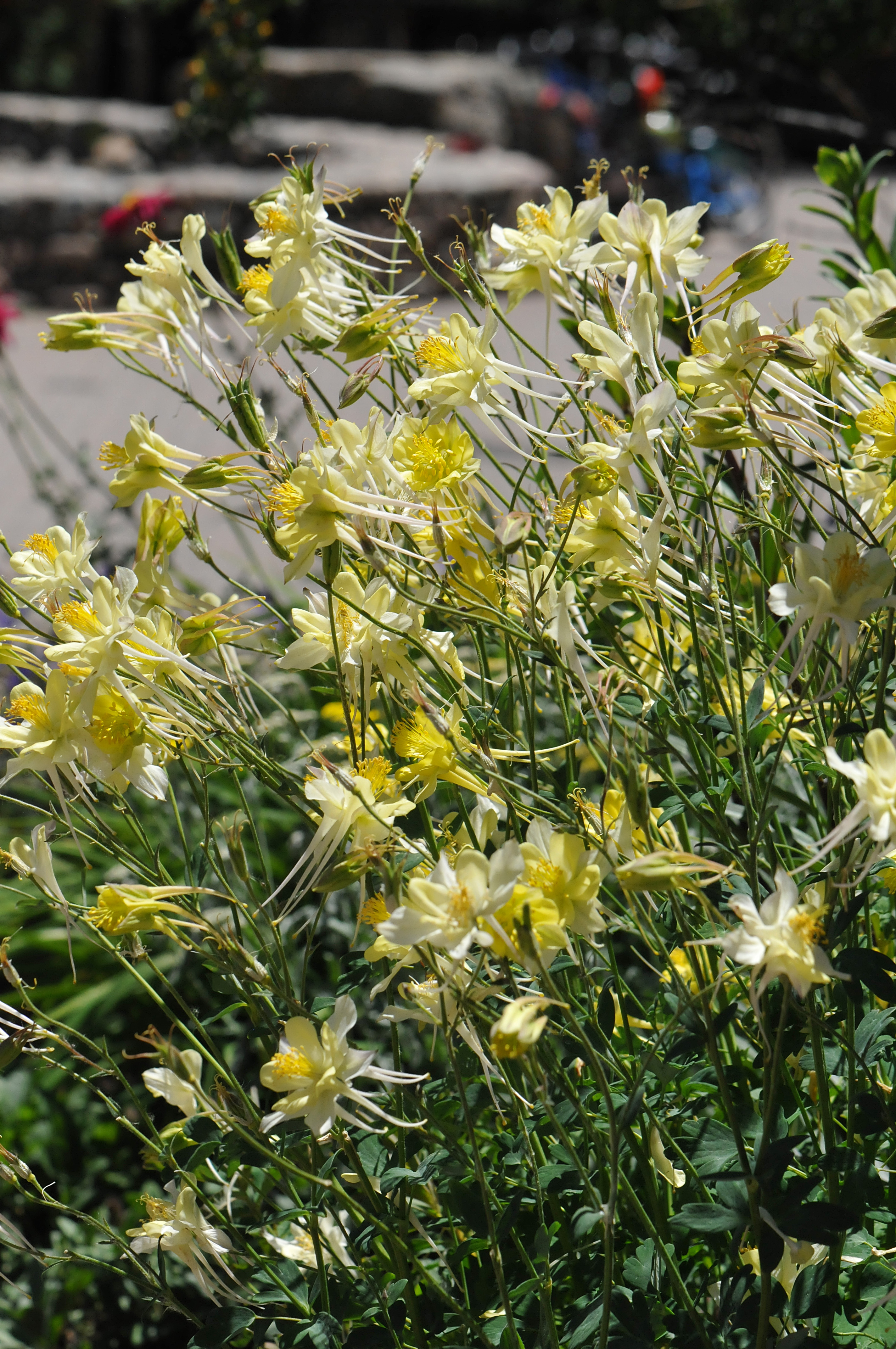 Aquilegia longissima