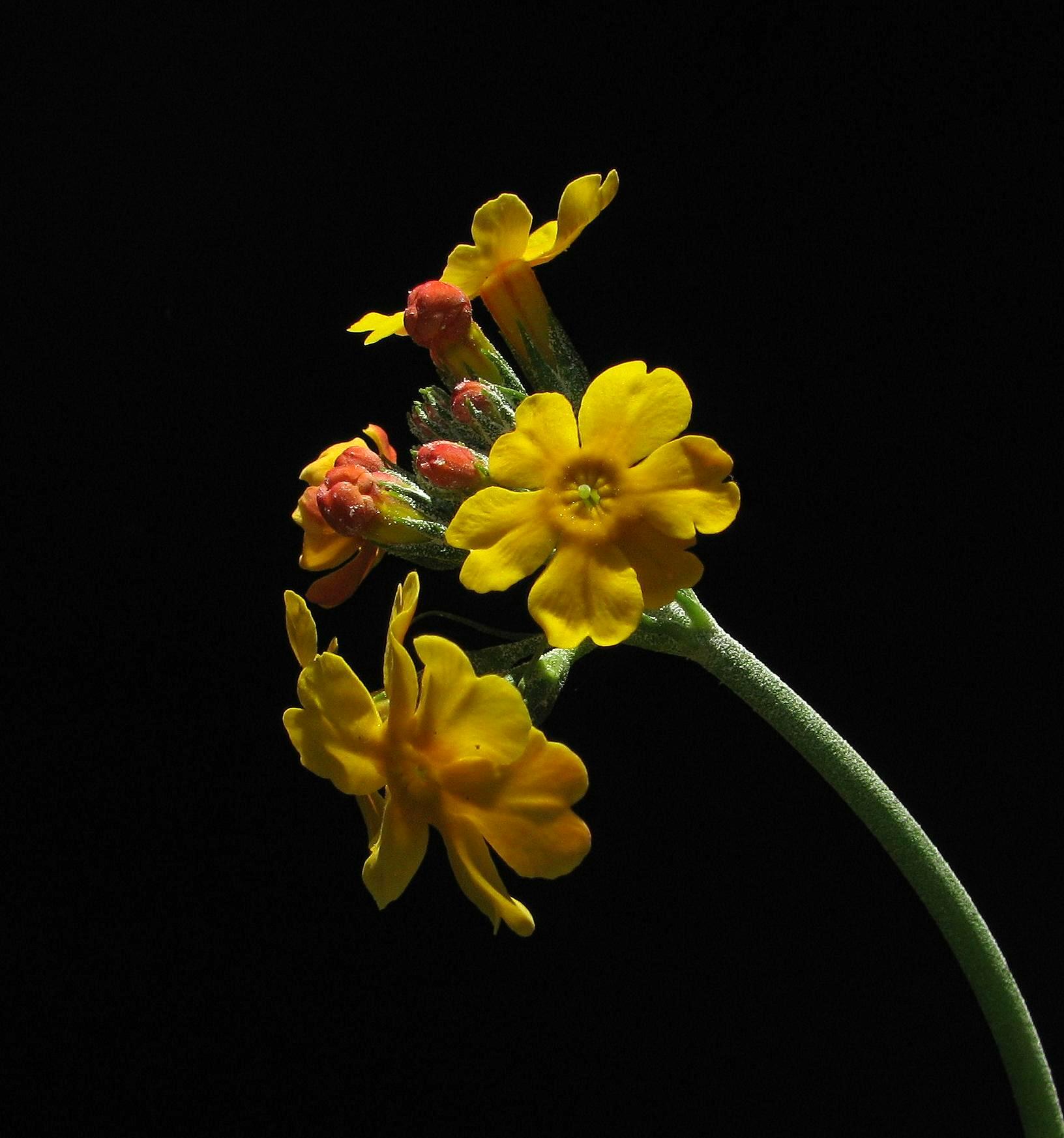 Primula bulleyana