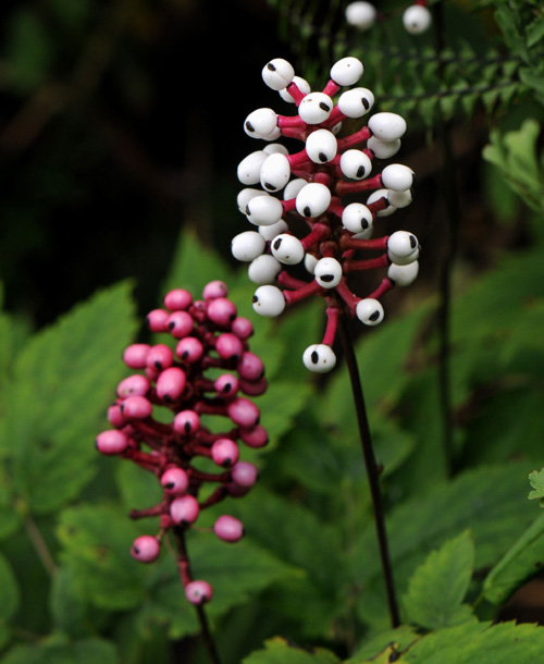 Actaea pachypoda