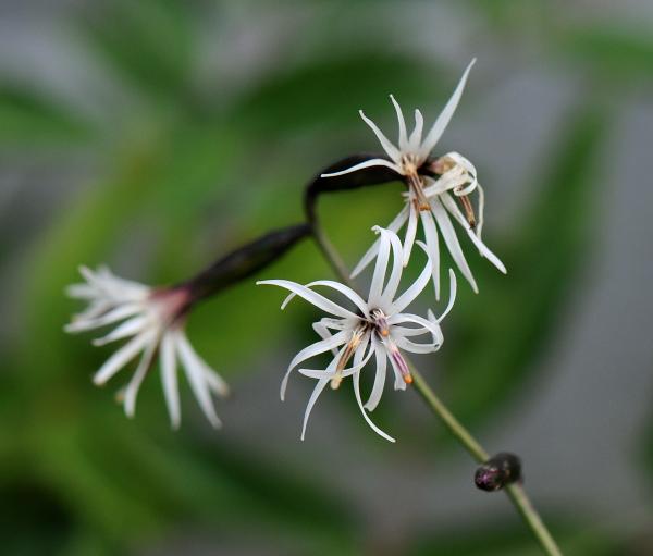 Ainsliaea acerifolia