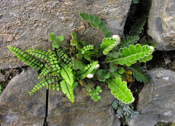 Asplenium ceterach; photo by Todd Boland