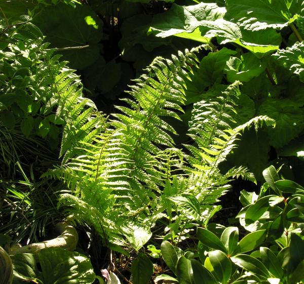 Dryopteris goldiana