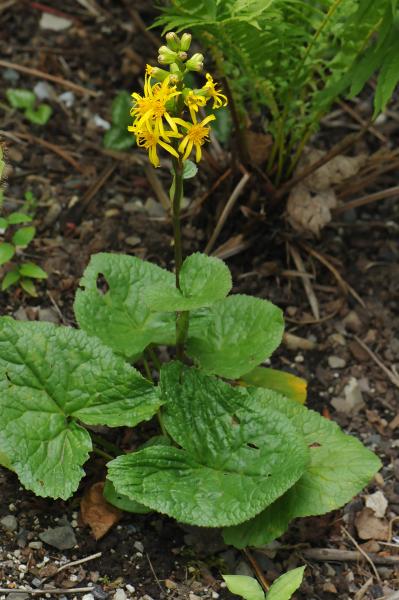 Ligularia subsagittata