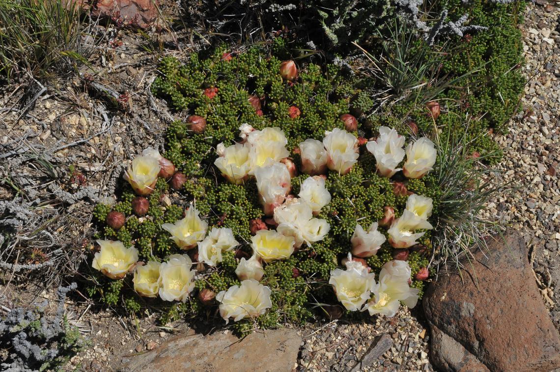 Maihuenia patagonica