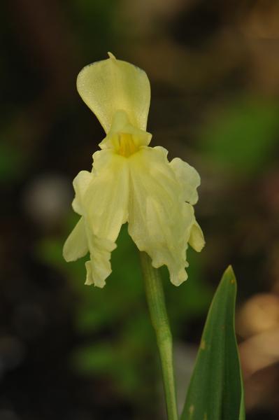 Roscoea cautleyoides