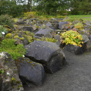 View of the rock garden