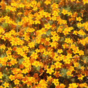 Leptosiphon parviflorus