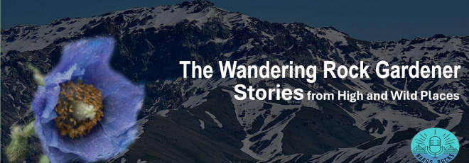 NARGS Rocks: The Wandering Rock Gardener