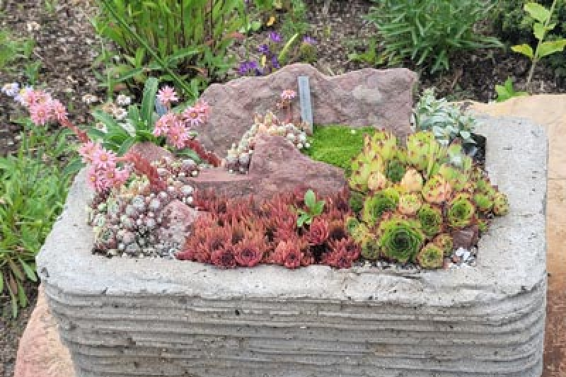 Cactus and Succulent Trough