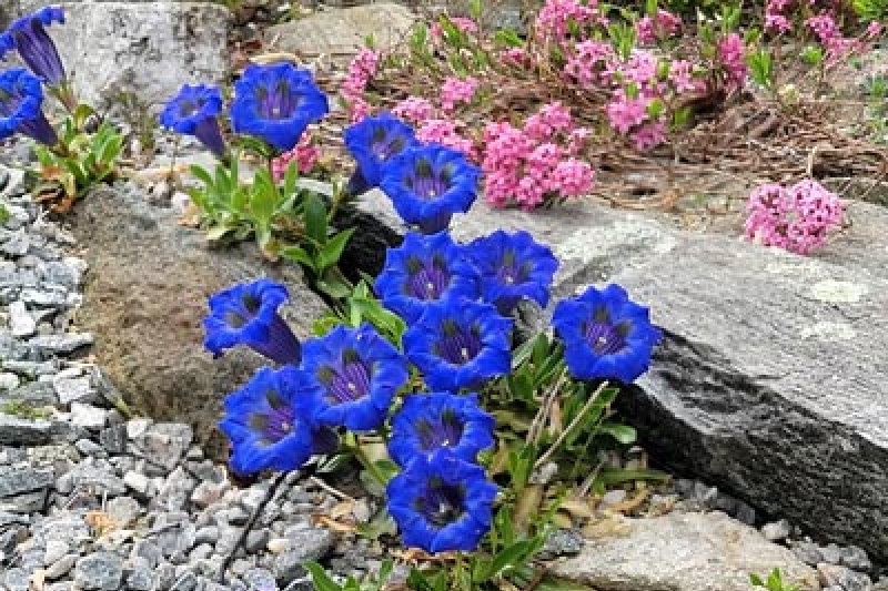 Gentian