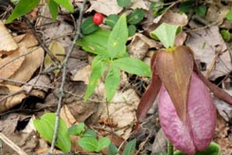 Ladyslipper